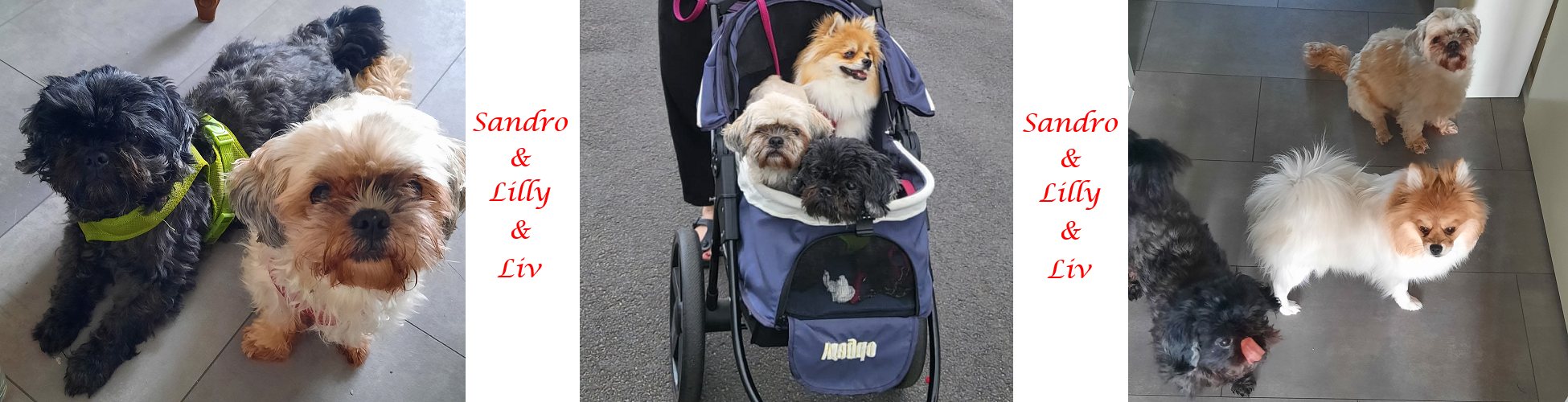 Hunde 01