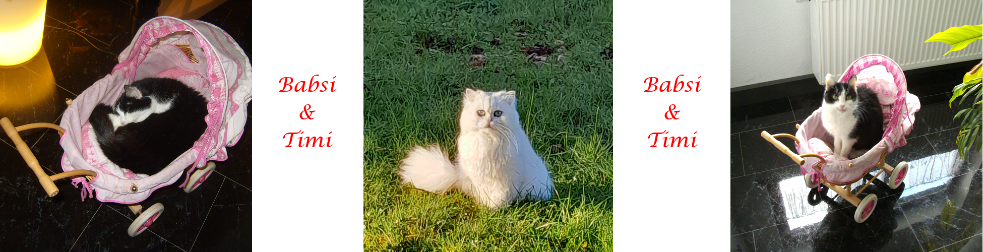 Katzen 01